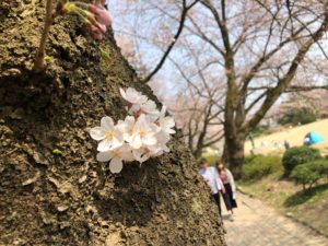 不思議な咲き方の桜